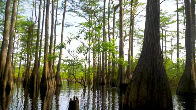 Panning shot of cypress and tupelo trees in Dead Lakes Florida