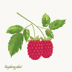 Organic collection. Vector summer illustration with raspberry plant on a white background