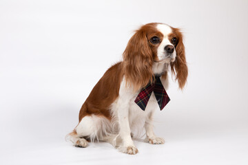 Small spaniel dog with tie
