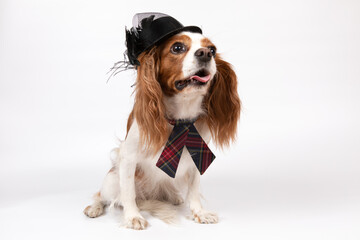 Small spaniel dog with tie and black hat