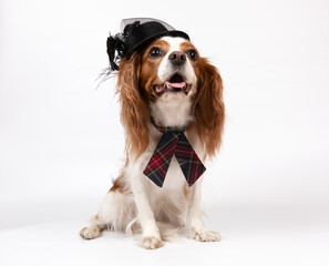 Small spaniel dog with tie and black hat