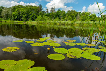 Dzika natura