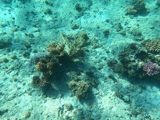 Reef with lots of colorful corals and lots of fish in clear blue water in the Red Sea near Hurgharda, Egypt