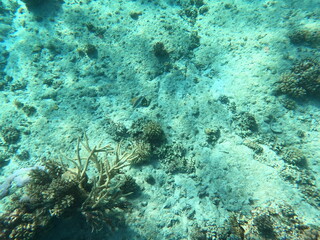 Reef with lots of colorful corals and lots of fish in clear blue water in the Red Sea near Hurgharda, Egypt