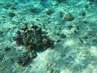 Reef with lots of colorful corals and lots of fish in clear blue water in the Red Sea near Hurgharda, Egypt