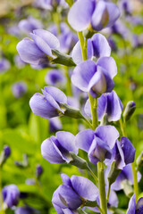 False Indigo
