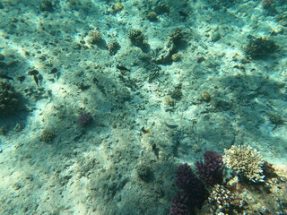 Reef with lots of colorful corals and lots of fish in clear blue water in the Red Sea near Hurgharda, Egypt