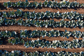Cabbage field in agricultural landscape. Aerial view. 