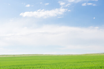 Concept. Beautiful serene abstract landscape. Blue sky and green grass.