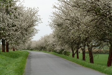 Blossoming apple tree alley by the road. East Moravia. Czechia. Europe.