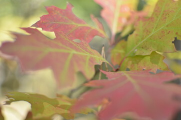 autumn maple leaves