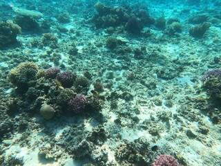 Reef with lots of colorful corals and lots of fish in clear blue water in the Red Sea near Hurgharda, Egypt