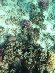 Reef with lots of colorful corals and lots of fish in clear blue water in the Red Sea near Hurgharda, Egypt