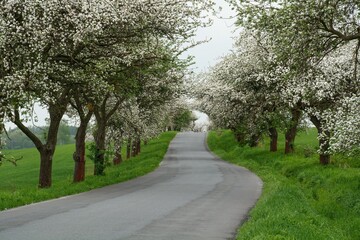 Blossoming apple tree alley by the road. East Moravia. Czechia. Europe.