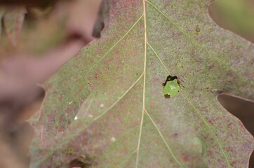 insect and autumn leaves