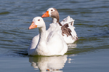 pair of white geese enjoying a refreshing swim in a tranquil pond