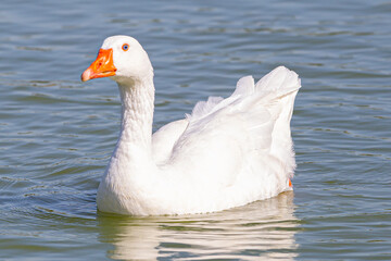 White goose enjoying the cool waters of a pond