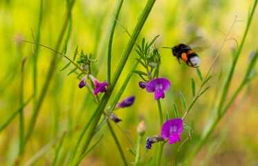 Dzika natura © Piotr