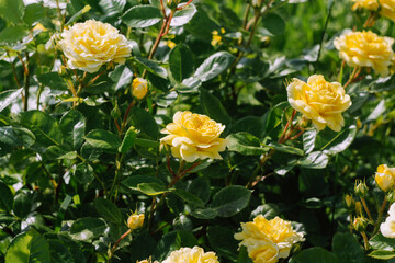 yellow flowers in the garden