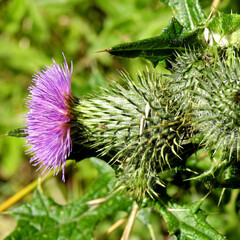 a flowering plant spur-lanceolate growing in wastelands near the road in the city milky in mazovia in poland
