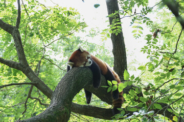red panda in tree