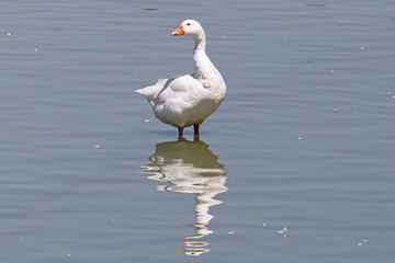 Obraz premium White goose enjoying the cool waters of a pond