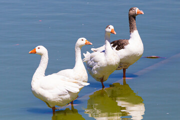 Group of white and brown geese enjoying the cool waters of a pond