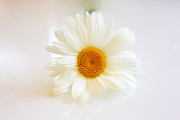 Fototapeta na wymiar Fresh chamomile flower bud isolated on white background. Botany and flowers