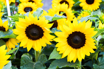 Obraz premium Sunflowers