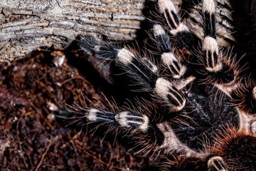 tarantula acanthoscurria geniculata in natural environment
