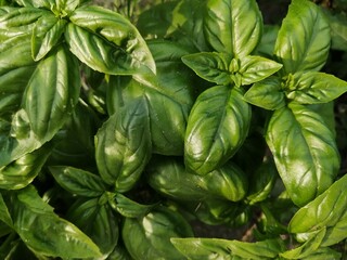 fresh basil leaves