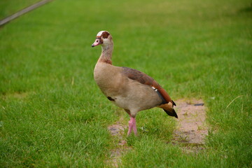 travel in Germany Frankfurt