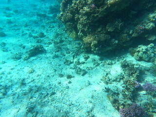 Reef with lots of colorful corals and lots of fish in clear blue water in the Red Sea near Hurgharda, Egypt