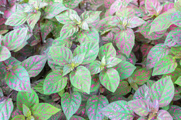 green and purple polka dot plant