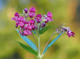 Drüsiges Springkraut - Speisekammer für Bienen im Herbst