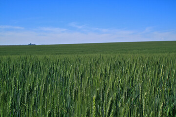 green wheat field