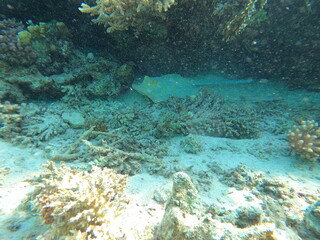 Fototapeta na wymiar Reef with lots of colorful corals and many fishes, Taeniura lymna, Blue-spotted stingray, Ribbontail stingray in the clear blue water of the Red Sea near Hurgharda, Egypt