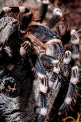 tarantula acanthoscurria geniculata in natural environment