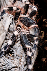 tarantula acanthoscurria geniculata in natural environment
