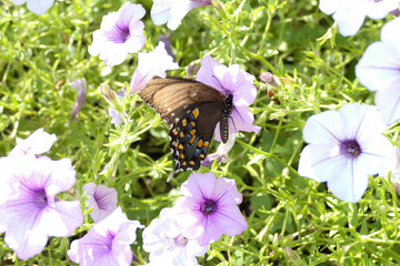 Swallowtail butterfly in a petunia flower