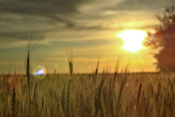 sunset over wheat field