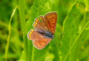 Motyl