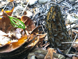 edible, healthy and natural morel mushroom