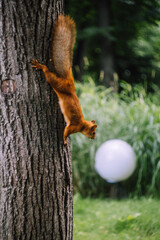 squirrel in the tree