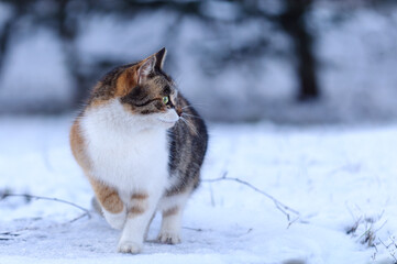 The cat is standing in the snow. Profile portrait. Copy-space