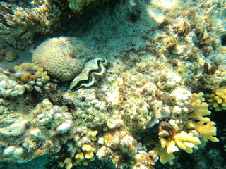 Huge Sponge with colorful corals, a big shell and fishes in the clear blue water of the Red Sea near Hurgharda, Egypt