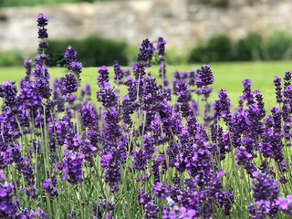 Obraz premium Lavender