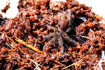 Beautiful tarantula ( euthalus sp red / homoeomma sp fire )