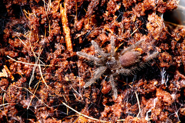 Beautiful tarantula ( euthalus sp red / homoeomma sp fire )