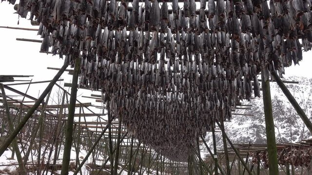 Norwegian traditional stockfish outdoor drying on the sun above blue cloudy sky.